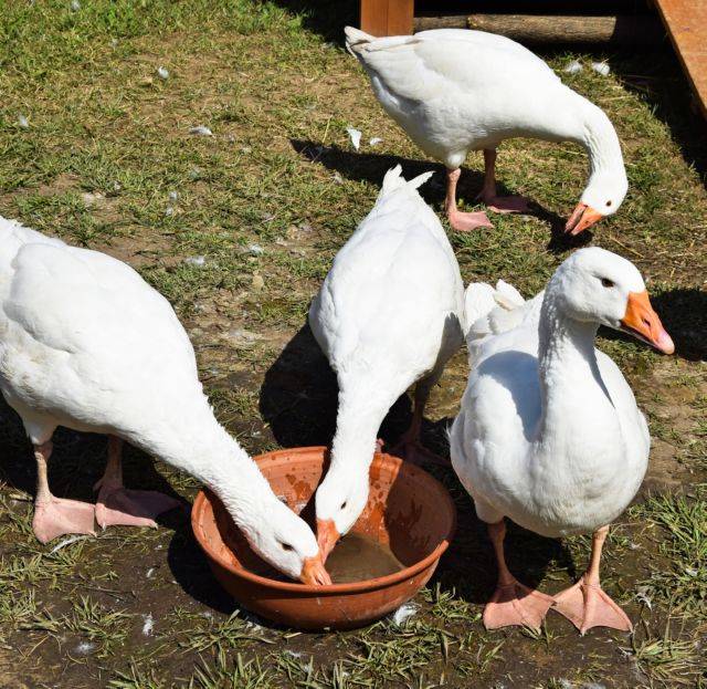 Чем кормить гусей в домашних условиях зимой и летом
