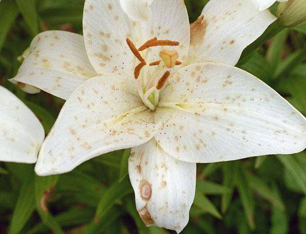 Комнатная лилия: выращивание в домашних условиях, почему не цветет