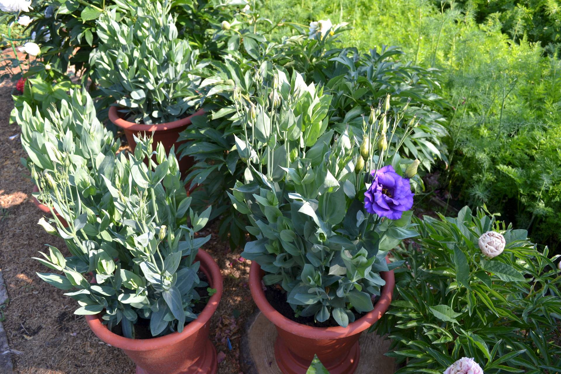 Эустома, или лизиантус: посадка, уход, выращивание из семян в домашних условиях и в открытом грунте, в том числе многолетних сортов. фото разных серий цветов.
