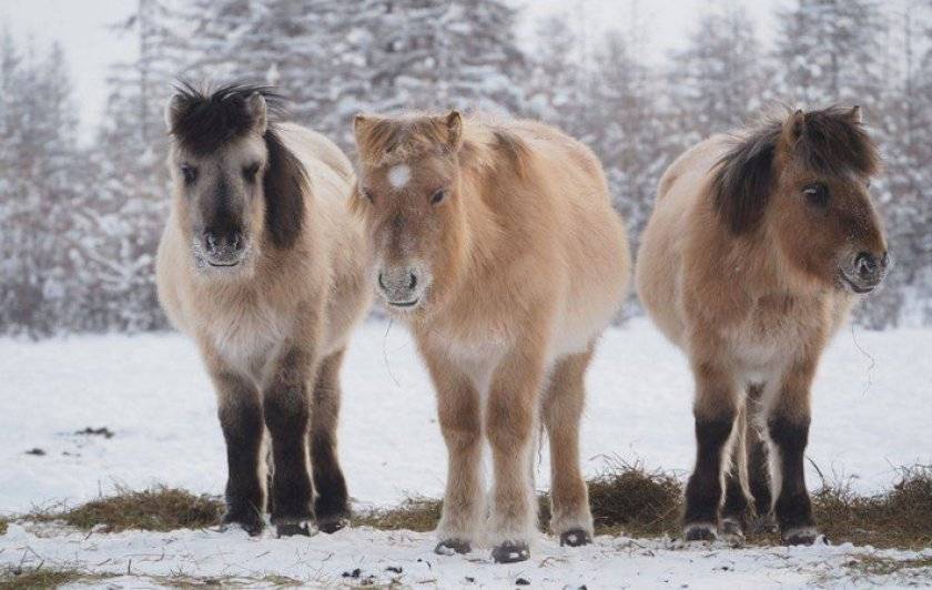 ᐉ якутская порода лошадей: описание и характеристика - zooon.ru