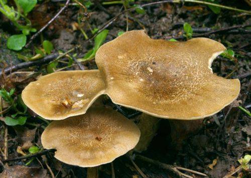 Степные грибы крыма фото и описание. описание и названия грибов крыма (+27 фото)