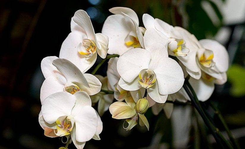 Как ухаживать за орхидеей – инструкция по уходу и правильной пересадки растения в домашних условиях