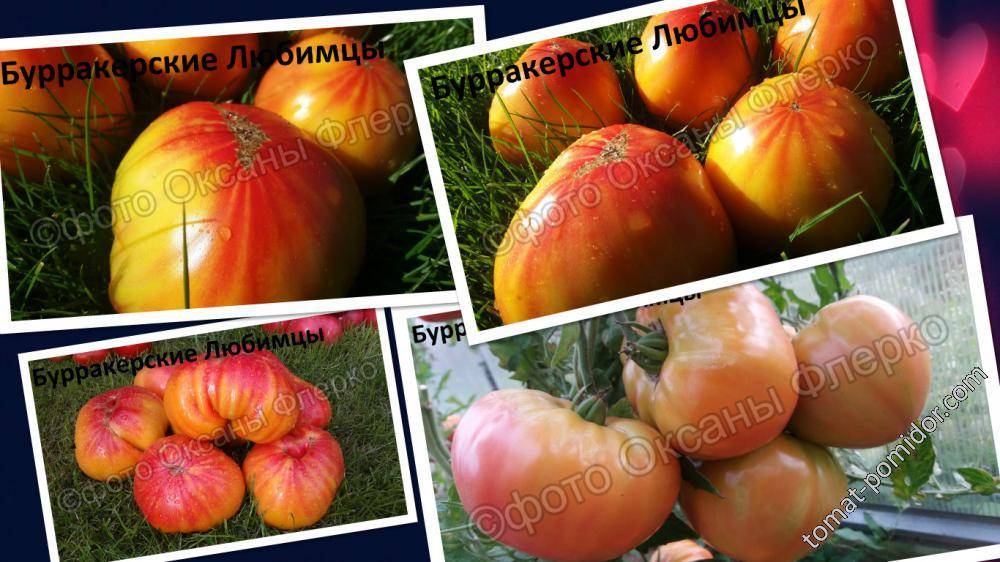 Сорт томата бурракерские любимцы