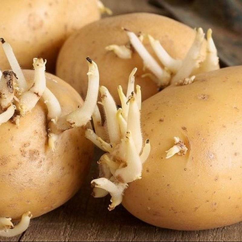 Можно ли есть проросшую картошку? чем вреден проросший картофель?