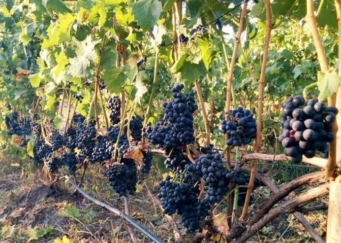 Винные сорта винограда: описания, фото, советы по посадке и уходу