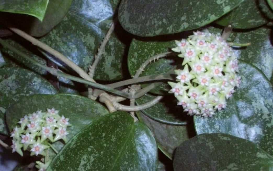 Хойя Ретуза — особенности выращивания этого хрупкого растения