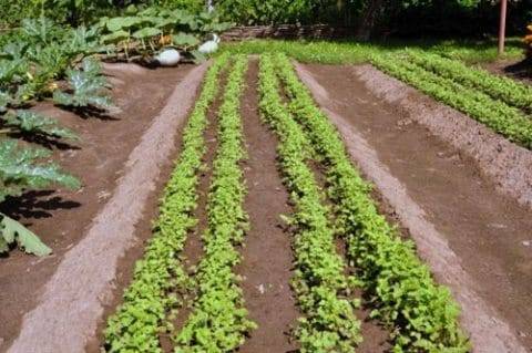 Метод миттлайдера для картофеля: от посадки до сбора урожая