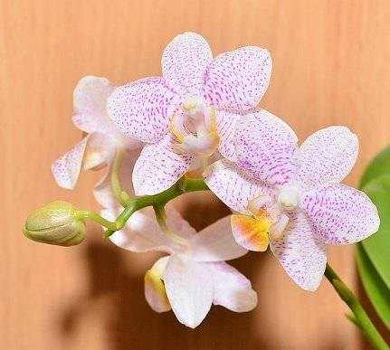 Красивая орхидея цимбидиум: фото и описание сорта
