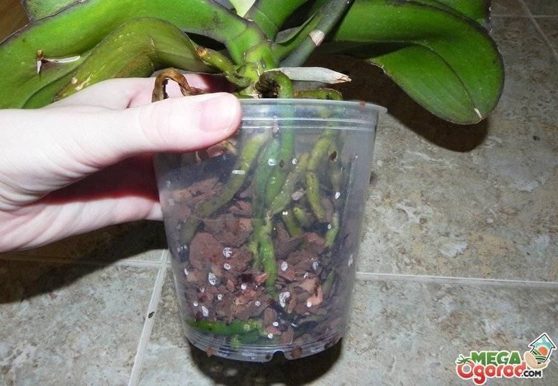 Как пересадить орхидею в другой горшок после цветения и можно ли это сделать, когда она отцвела?