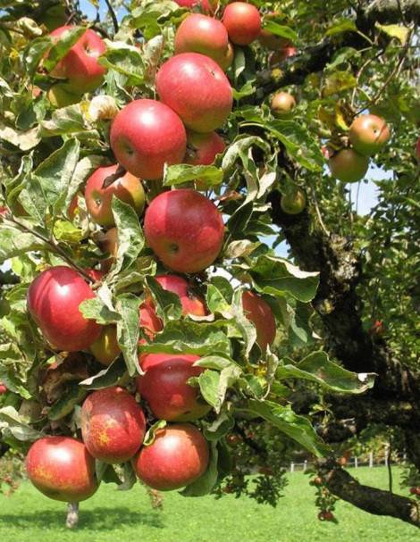 Описание сорта яблони легенда с отзывами садоводов