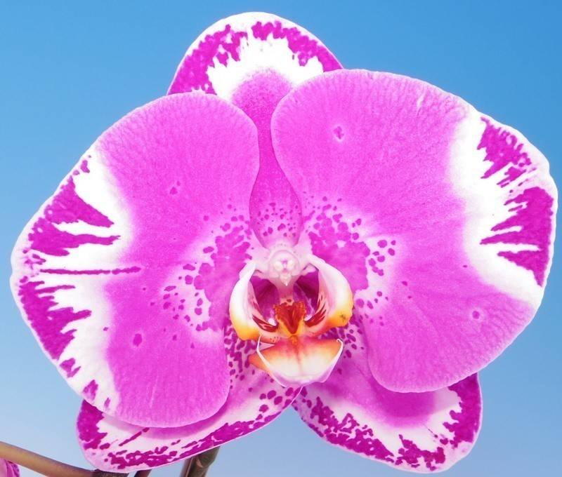 Семена орхидей - 120 фото как выглядят настоящие семена различных видов орхидей