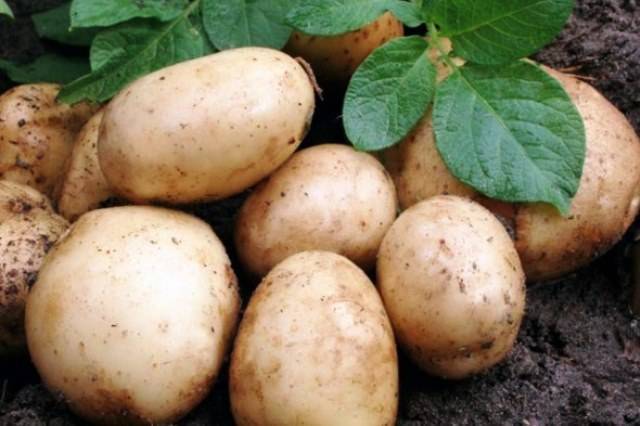 Правила и сроки уборки картофеля на участке