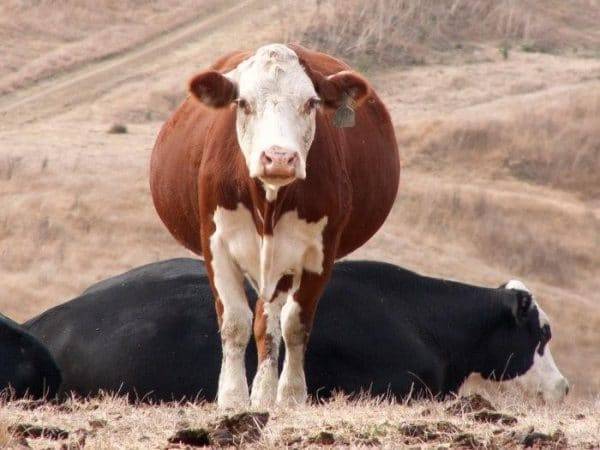 Сколько живут коровы продолжительность жизни