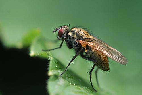 Как бороться с капустной мухой в огороде
