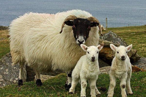 Скороспелая куйбышевская порода овец