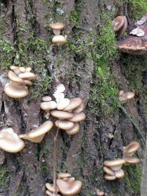 Как и где растут вешенки грибы: на каких деревьях и в каких условиях