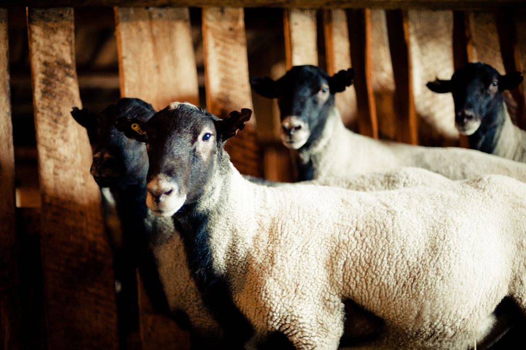Популярность романовской породы овец