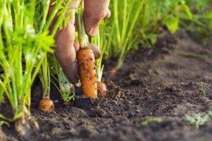 Посадка моркови весной в открытый грунт: как правильно сеять морковь семенами