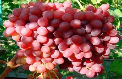 Краткие сведения о развитии виноградарства и виноделия в мире — предисловие и введение к т. 1