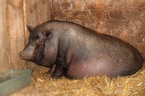 Роды (опорос) свиньи в домашних условиях: признаки и прием