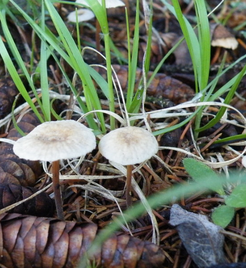 Чесночник обыкновенный (mycetinis scorodonius) –  грибы сибири