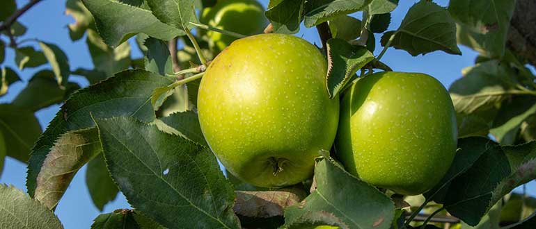 Сортовая характеристика яблони гренни смит - дневник садовода flowersdi.ru