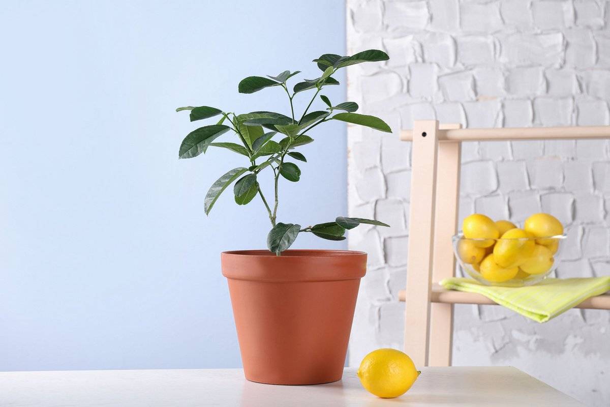 Как ухаживать за лимоном, растущим в домашних условиях в горшке