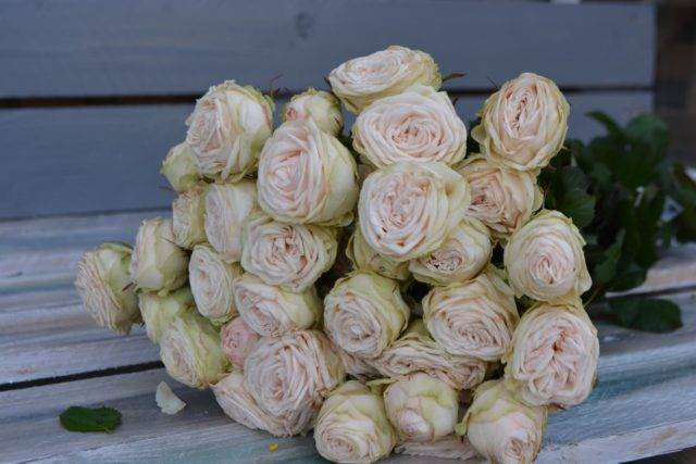 Пионовидные розы — что это за разновидность