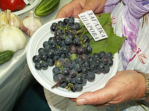 Виноград "загадка шарова": описание и характеристика сорта, особенности ухода и выращивания, отзывы