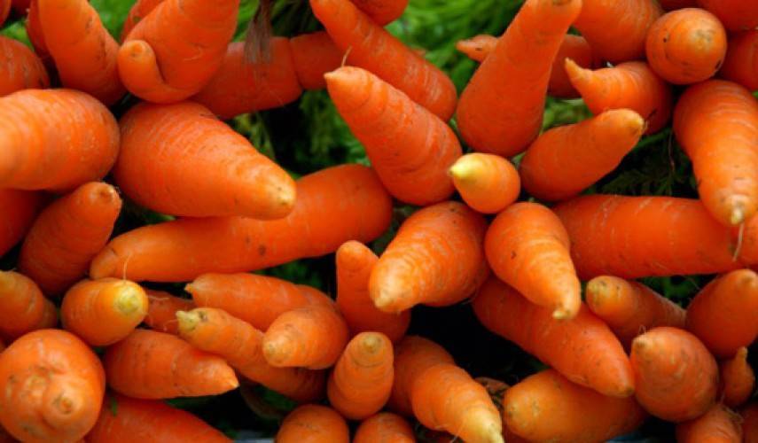Морковь нандрин f1: фото сорта, отзывы, описание, агротехника.