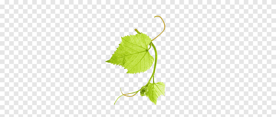Почему желтеют и сохнут листья у винограда, что делать и чем обработать
