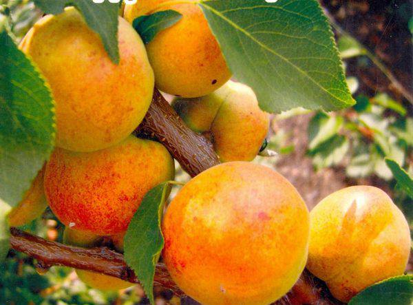 Абрикос: сорта. описание сортов абрикосов (фото). лучшие сорта