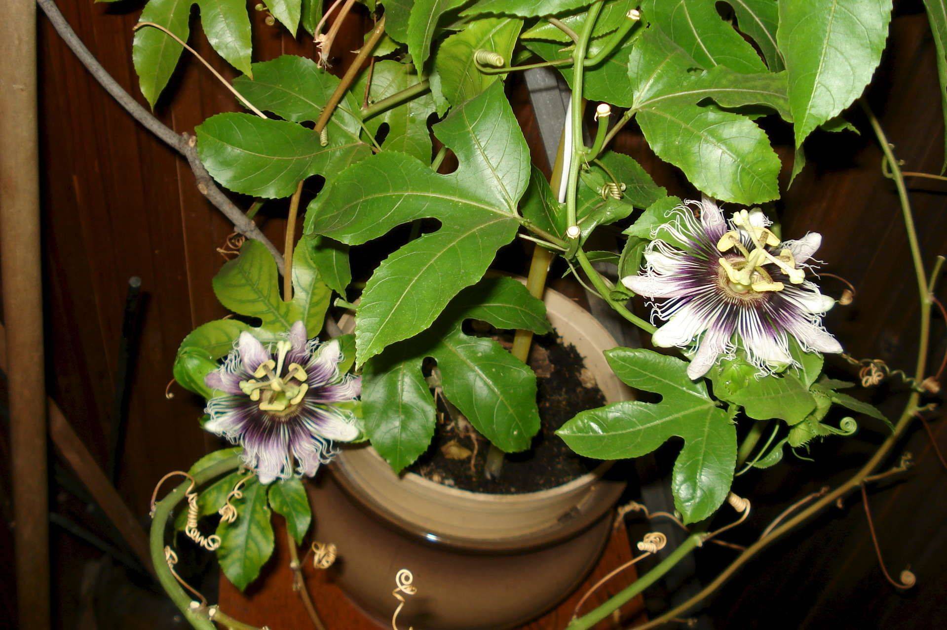 Цветок пассифлора: фото, описание, условия выращивания, уход в домашних условиях, размножение пассифлоры