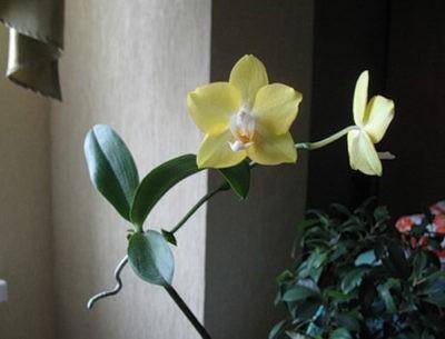 Нужно ли отделять детку у орхидеи фаленопсис. как правильно отсадить детку орхидеи от материнского растения