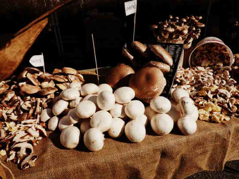Какие полевые грибы растут в крыму: описание и признаки съедобных и несъедобных видов, правила и время сбоора