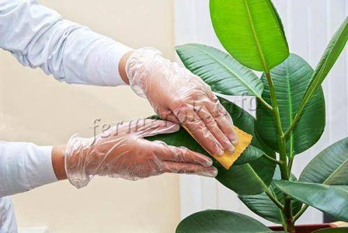 Фикус бенджамина сбрасывает листья: как спасти растение