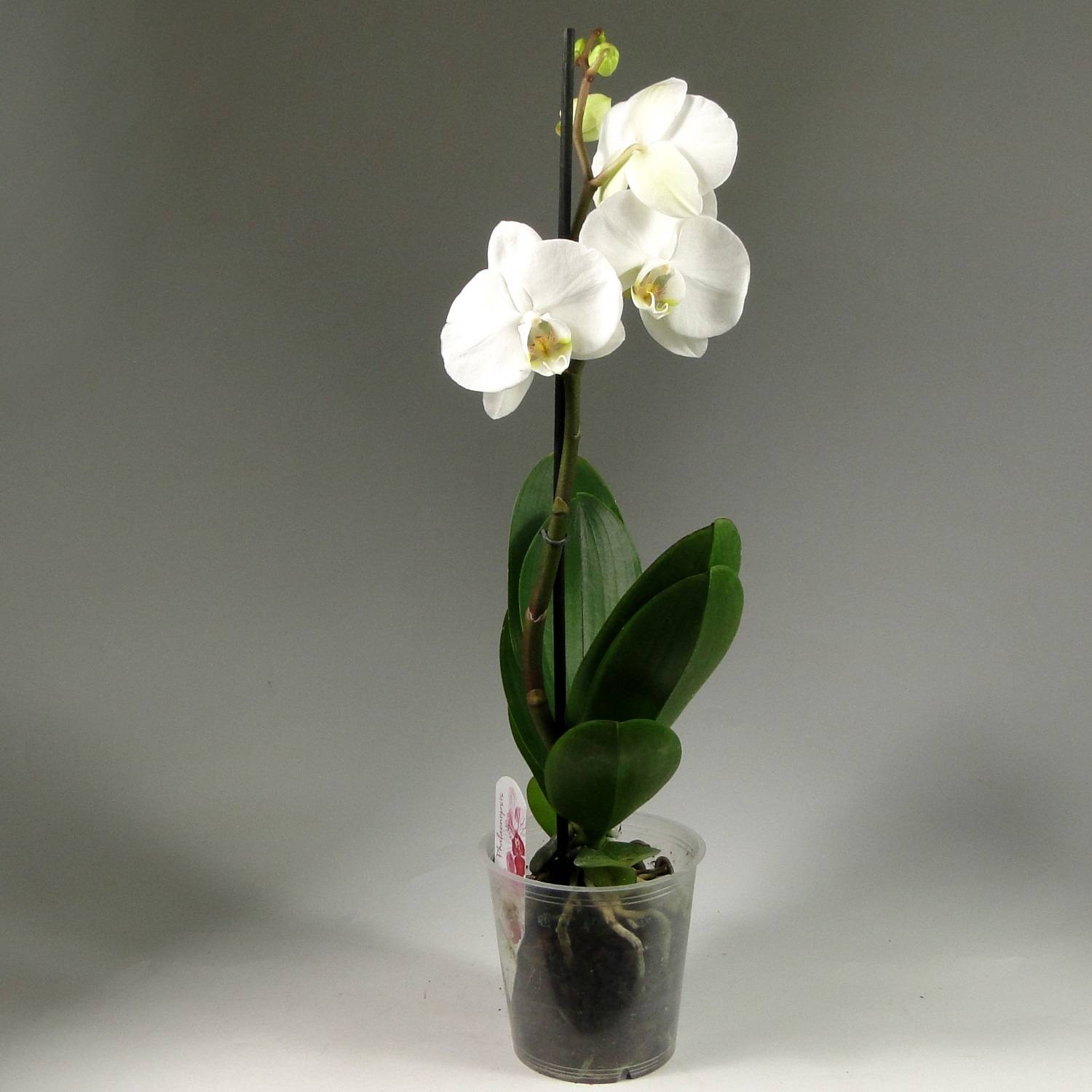 Орхидеи белые: описание, выращивание, уход :: syl.ru