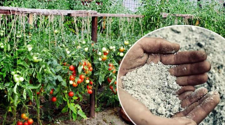 Как подкормить томаты золой, способ применения в теплице в открытом грунте