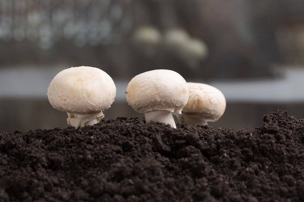 Особенности выращивания грибов для новичков: как вырастить грибной урожай в домашних условиях?
