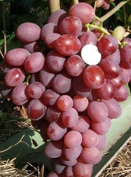 Виноград рута – описание отличий , особенности винограда рута