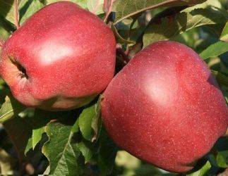 Описание сорта яблони спартан – особенности и агротехника