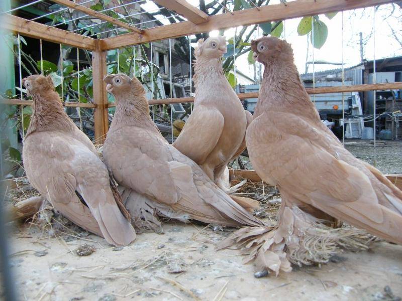 Узбекские бойные голуби: виды, экстерьер породы