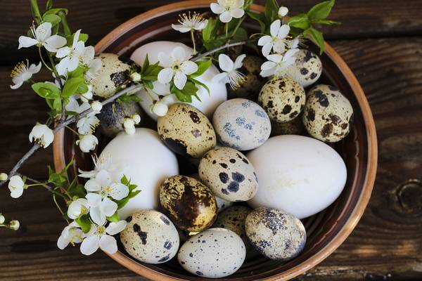 Перепелиные яйца: польза и вред, как принимать