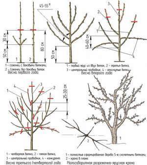 Формирование кроны молодой и старой яблони: правила обрезки и схемы формировки