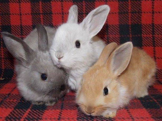 Обзор рыжих кроликов: описание и фото
обзор рыжих кроликов: описание и фото