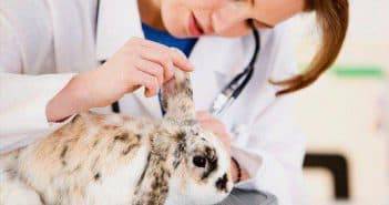 Вся информация про миксоматоз у кроликов