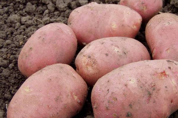 Достоинства картофеля Рокко: описание сорта и отзывы