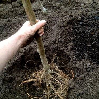 Как и когда правильно посадить грушу весной: пошаговая инструкция для начинающих с фото