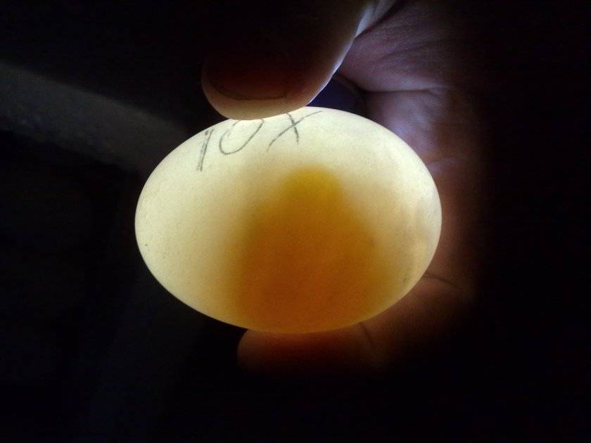 Овоскопирование индюшиных яиц по дням