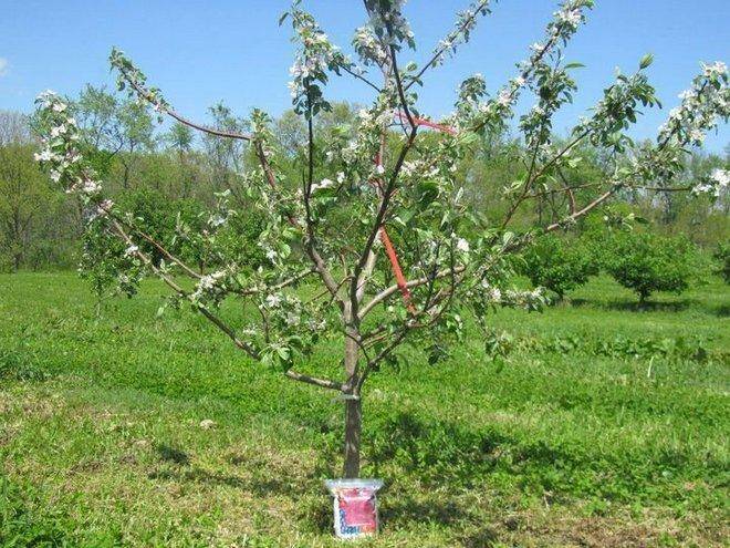 Как вызвать цветение у яблони
